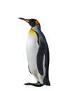 King Penguin isolated on white background