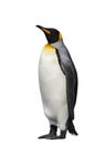 King penguin isolated on the white background Royalty Free Stock Photo