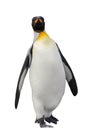 King penguin isolated on the white background