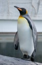 King Penguin just emerging from the cold water.