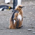 King penguin - juvenile penguin, funny chick, losing his fluffy brown baby feather dress, molting feathers Royalty Free Stock Photo