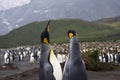 King Penguin, KoningspinguÃÂ¯n, Aptenodytes patagonicus Royalty Free Stock Photo