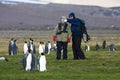 King Penguin, KoningspinguÃÂ¯n, Aptenodytes patagonicus