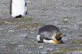 King penguin lying down at beach, Antarctica, sunbathing penguin Royalty Free Stock Photo