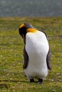 King Penguin Royalty Free Stock Photo