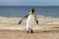 King Penguin Royalty Free Stock Photo