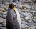 King penguin looking at camera Royalty Free Stock Photo