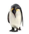King penguin looking down, isolated