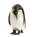 King penguin looking down, isolated Royalty Free Stock Photo