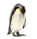 King penguin looking down, isolated Royalty Free Stock Photo