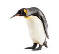 King penguin looking down, isolated