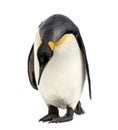 King penguin looking down, isolated