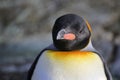 King penguin looking straight Royalty Free Stock Photo