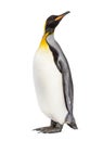 King penguin looking up Royalty Free Stock Photo