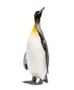 King penguin looking up Royalty Free Stock Photo