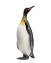 King penguin looking up Royalty Free Stock Photo