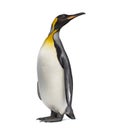 King penguin looking up Royalty Free Stock Photo
