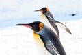 King Penguin looking at you Royalty Free Stock Photo