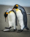 King penguin stepping over rock by another