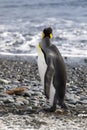 King Penguin looks out to sea in Salisbury Plain on South Georgia Royalty Free Stock Photo