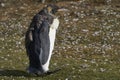 King Penguin moulting in the Falkland Islands