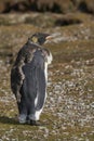 King Penguin moulting in the Falkland Islands