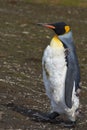 King Penguin Moulting - Falkland Islands