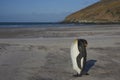 King Penguin at The Neck on Saunders Island Royalty Free Stock Photo