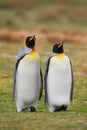 King penguin pair in wild nature with green grass background