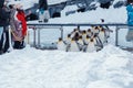 King Penguin parade walking on snow at Asahiyama Zoo in winter season. landmark and popular for tourists attractions. Asahikawa,