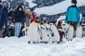 King Penguin parade walking on snow at Asahiyama Zoo in winter season. landmark and popular for tourists attractions. Asahikawa,