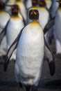 King penguin with pouch full with egg Royalty Free Stock Photo