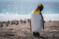 King penguin preening on beach with others Royalty Free Stock Photo