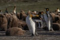 King Penguin preening in the Falkland Islands Royalty Free Stock Photo