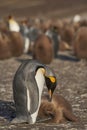 King Penguin preening its chick in the Falkland Islands Royalty Free Stock Photo