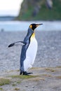 King penguin - Aptendytes patagonica - standing on beach spreading wings, Gold Harbour, South Georgia Royalty Free Stock Photo