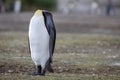 King penguin. A resting King penguin, standing in a headless pose.
