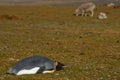 King Penguin Rests on a Sheep Farm - Falkland Islands