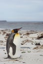 King Penguin on a sandy beach Royalty Free Stock Photo