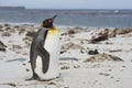 King Penguin on a sandy beach Royalty Free Stock Photo