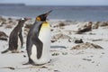 King Penguin on a sandy beach Royalty Free Stock Photo