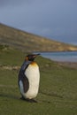 King Penguin on Saunders Island Royalty Free Stock Photo