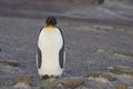 King Penguin on Saunders Island Royalty Free Stock Photo