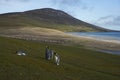 King Penguin on Saunders Island Royalty Free Stock Photo