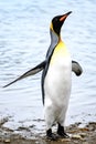 King penguin shaking off water from bathing on stony beach in South Georgia Royalty Free Stock Photo