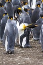 King Penguin - In Shape!