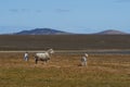 King Penguin on a Sheep Farm - Falkland Islands