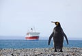King penguin with ship, South Georgia