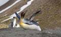 King penguin slides down on stomach
