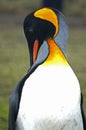 King Penguin in South Georgia Royalty Free Stock Photo
